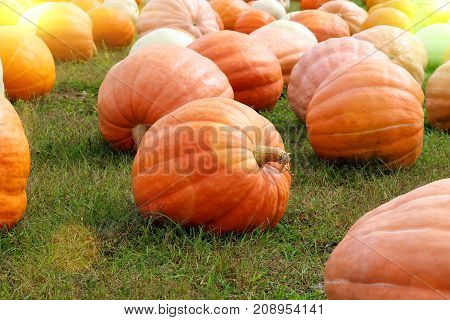 Ripe Pumpkins in a Field. Halloween, celebrate