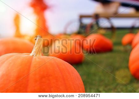 Ripe Pumpkins in a Field. Halloween, celebrate
