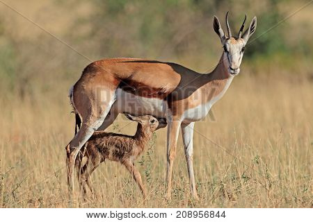 Springbok antelope (Antidorcas marsupialis) with newly born lamb, South Africa