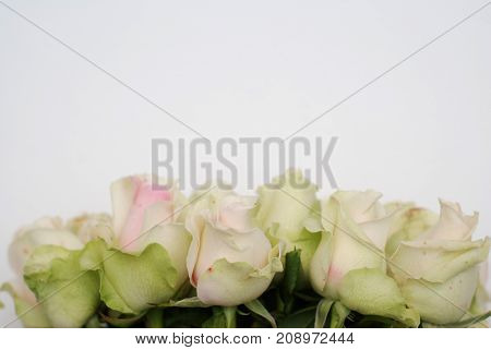 Pink or green Roses in row isolated on white background. Greenting background with copy space.