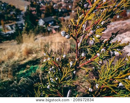 Wild plant with red color in Montana
