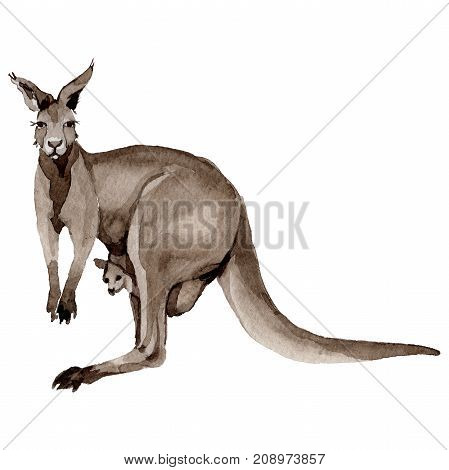 Exotic kangaroo wild animal in a watercolor style isolated. Full name of the animal: kangaroo, wallaby, wallaroo. Aquarelle wild animal for background, texture, wrapper pattern or tattoo.