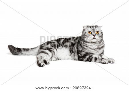 Portrait cat scottish fold sort on white background