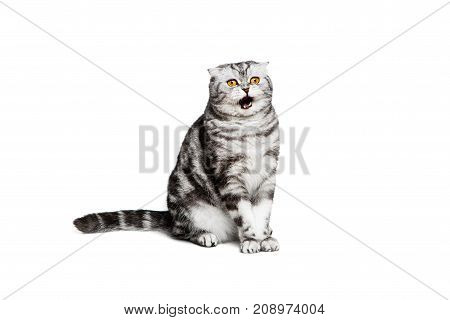 Portrait cat scottish fold sort on white background