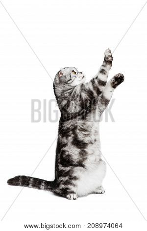 Portrait cat scottish fold sort on white background