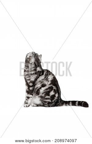 Portrait cat scottish fold sort on white background