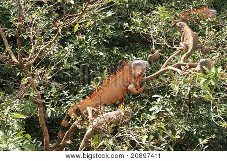 Iguana