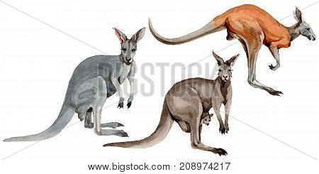 Exotic kangaroo wild animal in a watercolor style isolated. 