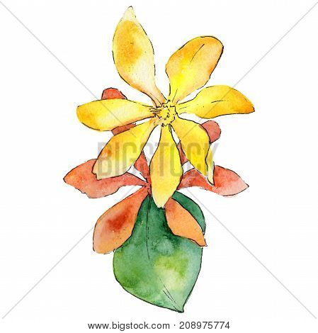 Wildflower gardenia flower in a watercolor style isolated.