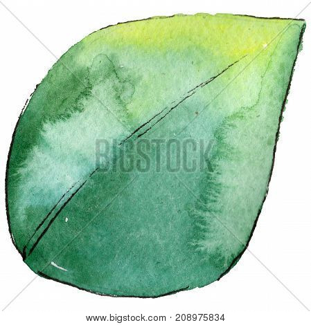 Wildflower  leaf  gardenia flower in a watercolor style isolated. 