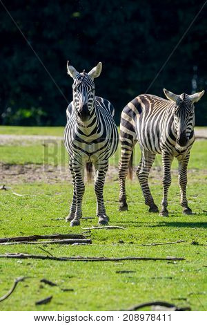 Zebras, Horse Family Animal, Lives In Grasslands, Savannas, Woodlands, Thorny Scrublands, Mountains,