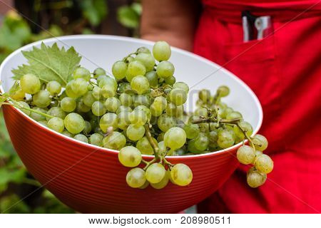 White Wine Grapes Risling, Ready To Harvest And Making Wine