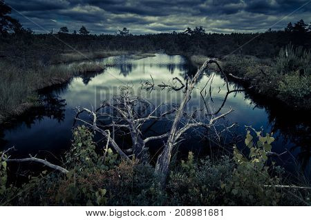 Mysterious night forest with swamp on halloween