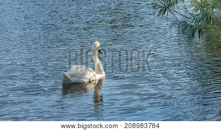 Mute Swan - Cygnus olorIn in lake water water with surrounding park trees in Ryton Pools, UK.