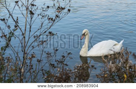 Mute Swan - Cygnus olorIn in lake water water with surrounding park trees in Ryton Pools, UK.