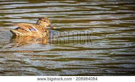 Anas platyrhynchos , solitary female mallard duck swimming between the tress in Ryton pools, west midlands, England.