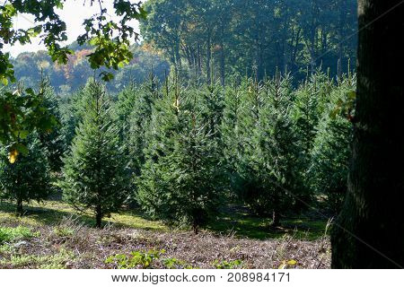 Christmas Tree Plantation In The Netherlands, Nordmann Fir Ready To Be Sold On Christmas Markt