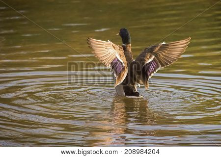 Anas platyrhynchos , solitary male mallard duck swimming between the tress in Ryton pools, west midlands, England.