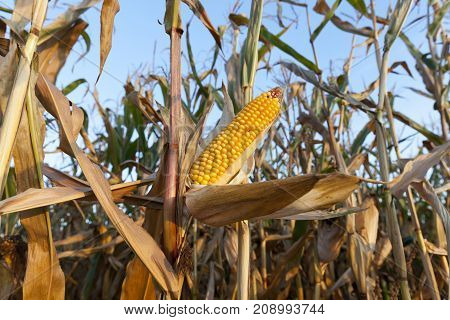 agricultural field, which grows ripe yellow corn. Photo close-up in autumn season
