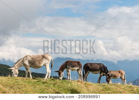 herd of donkeys grazing on alpine meadow with sky and copy space