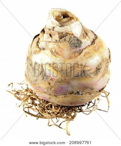 Bulb of variegated pineapple lily (Eucomis bicolor) isolated on white background