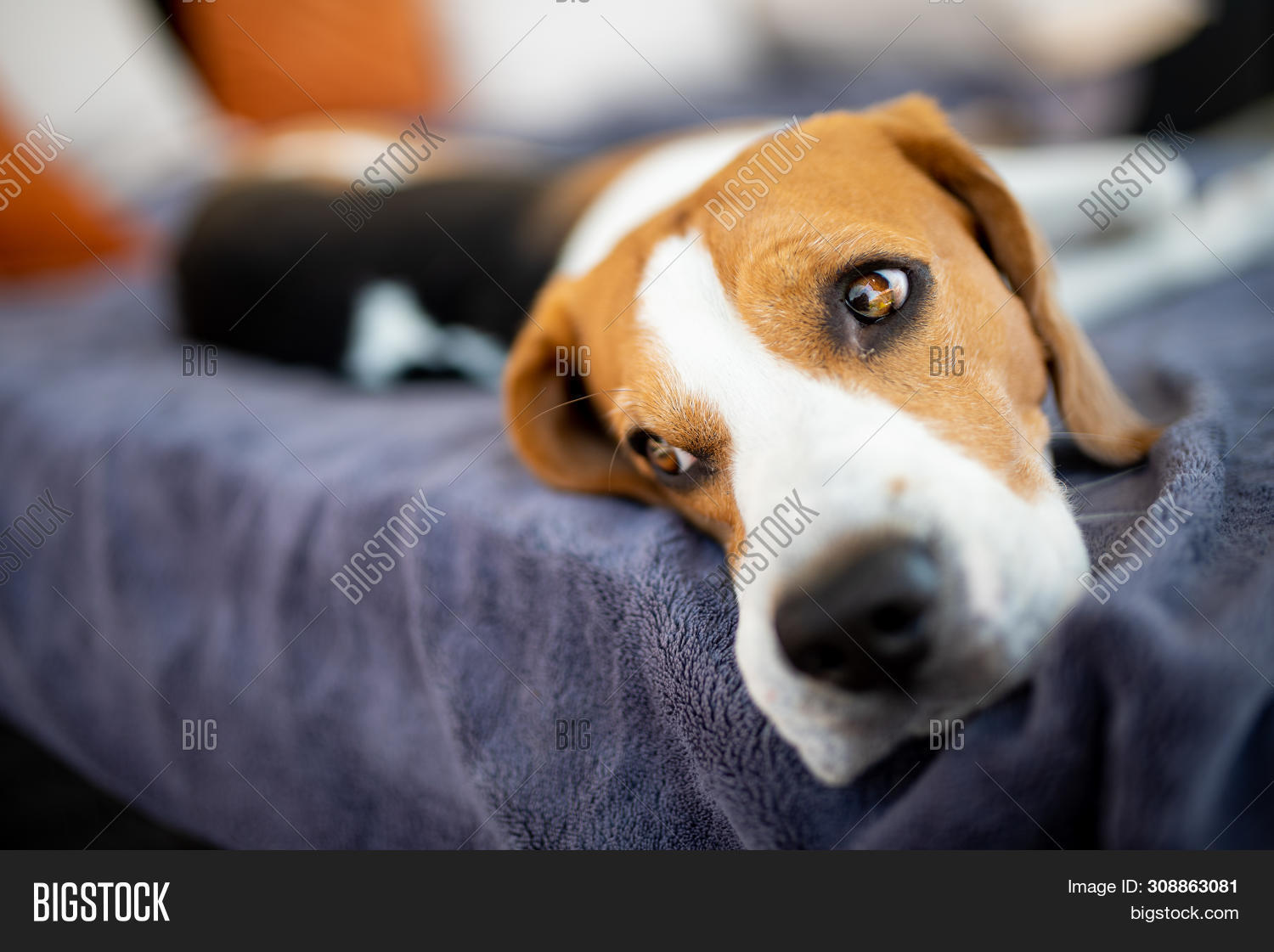 Beagle Dog Lying Down Image & Photo (Free Trial) Bigstock