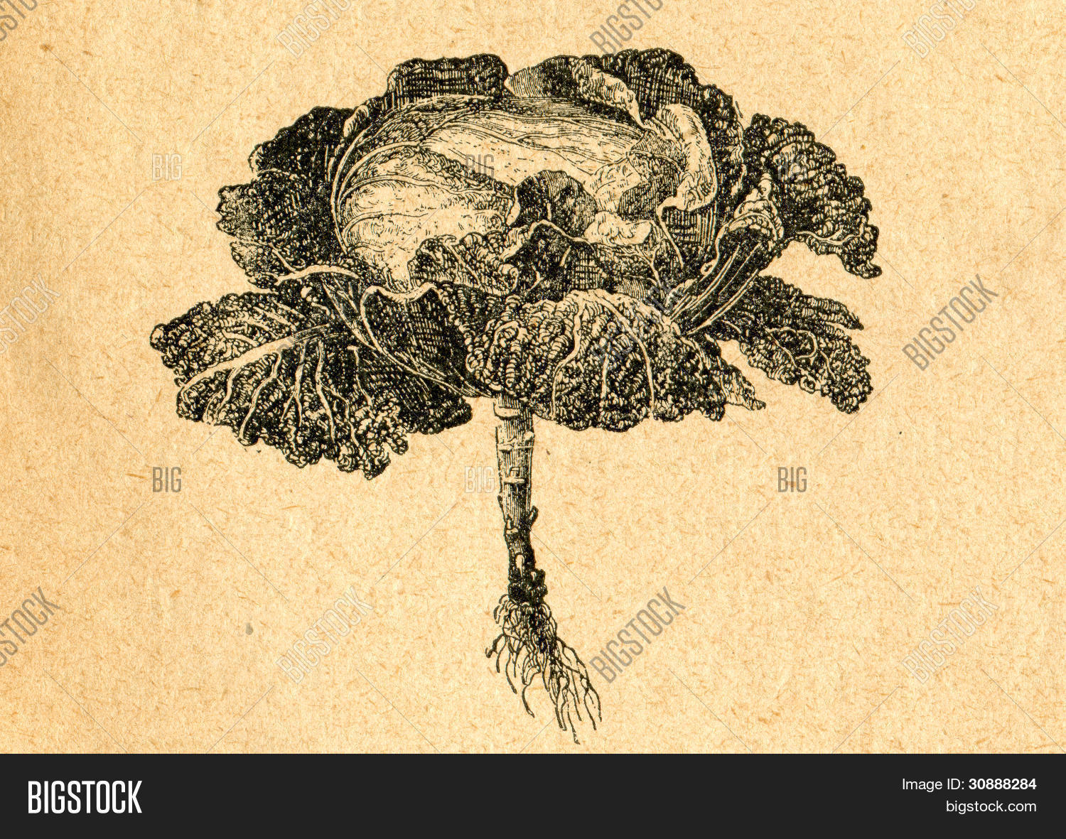 Cabbage Old Image & Photo (Free Trial) Bigstock