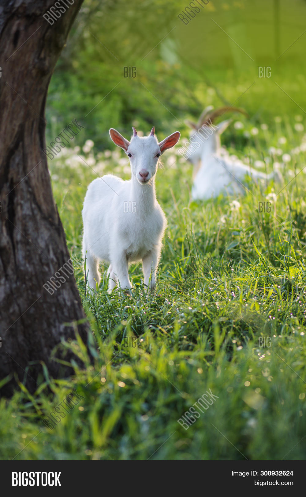Goat Kids Playing Image & Photo (Free Trial) Bigstock