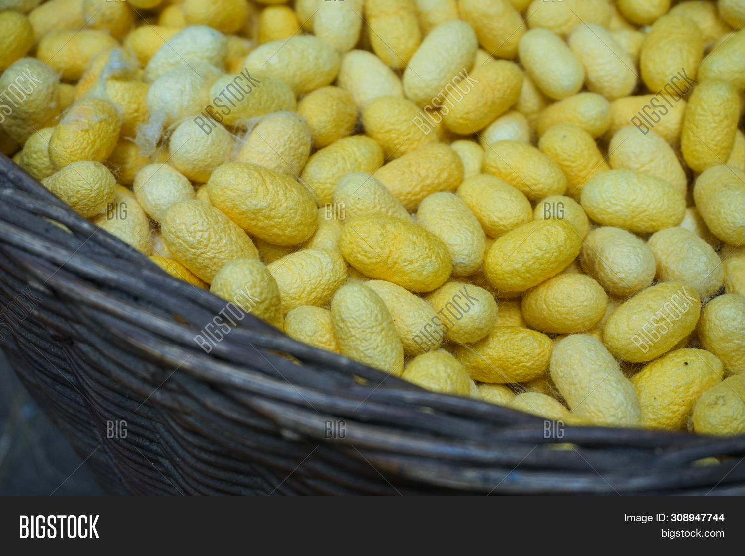 Silworm Thread Silkworm Cocoons Image & Photo (Free Trial) | Bigstock