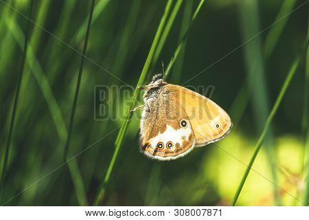 Orange Butterfly On The Blade Of Grass. Beautiful Moth The Pearly Heath (coenonympha Arcania) Sittin