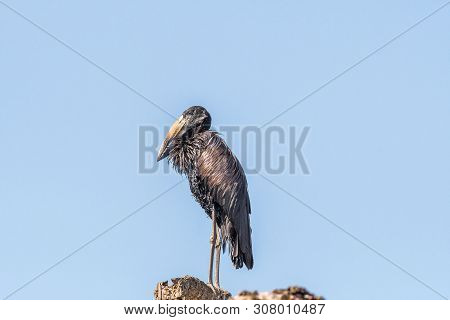A Wet African Openbill, Anastomus Lamelligerus, On A Tree Stump