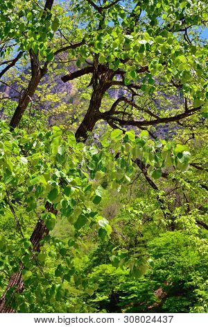 North Korean Scenery. Mountain Forest. Ulim Waterfall Trekking Route