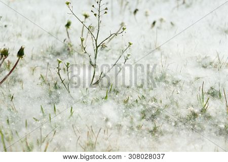 Soft Carpet Of Down Dandelions. White, Milky, Green And Yellow. Unusually Abundant Bloom.