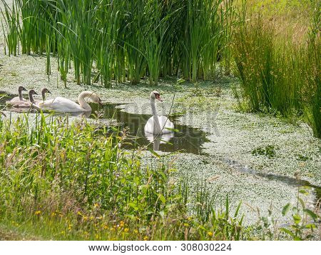 summer in a small village in the netherlands