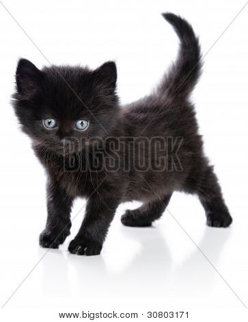 Negro pie pequeño gatito