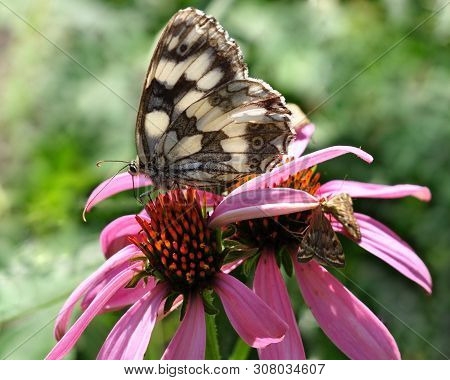Melanargia Galathea. A Large Butterfly And Two Moths Are Sitting On Pink Echinacea Flowers.