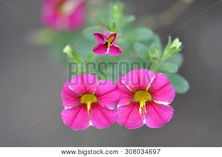 Pink With Yellow Stripe Amunoi Petunia Flowers. Two Big And One Small. Close-up.
