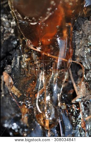 Gum, Glue, Hardened Resin, Sap From The Bark On The Trunk Of A Tree. In The Resin, Dry Leaves And Br