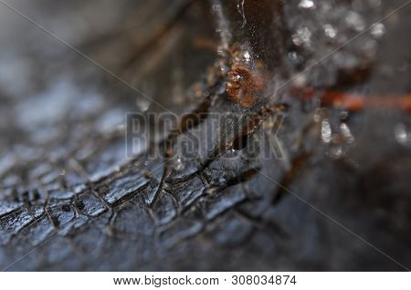 Gum, Glue, Hardened Resin, Sap From The Bark On The Trunk Of A Tree. Cracked Resin. The Effect Of Dr