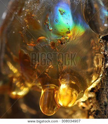 Gum, Glue, Hardened Resin, Sap From The Bark On The Trunk Of A Tree. Gold Bar, With A Rainbow Fragme