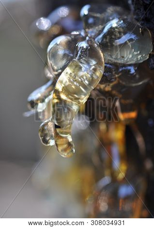Gum, Glue, Hardened Resin, Sap From The Bark On The Trunk Of A Tree. Resin - Drops, Icicles, Ingots,