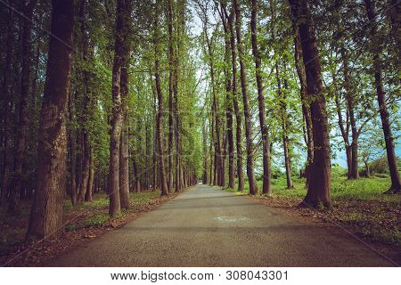 The Machine Path In The Forest . Country Side Space Empty Car Road Path Way . Empty Lonely Asphalt C