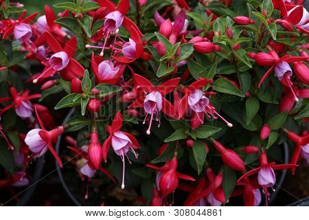 Fuchsia Flowers In The Garden, Beautiful Fuchsia Magellanica Flower.