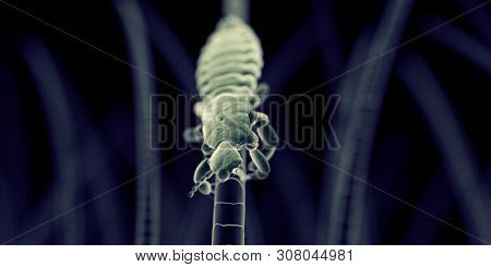 3d rendered illustration of a head louse, sem style