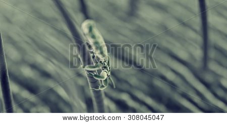 3d rendered illustration of a head louse, sem style