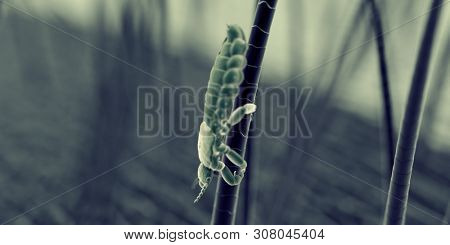 3d rendered illustration of a head louse, sem style