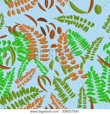 Seamless Pattern With Green And Brown Acacia Leaves On Light Blue Background. Vector Illustration, A