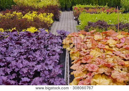 Garden Shop. Heucherella, An Extremely Popular, Evergreen Garden Plant. Heucherella And Tiarella Cro