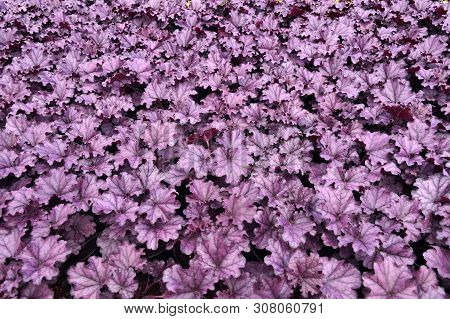 Garden Shop. Heucherella, An Extremely Popular, Evergreen Garden Plant. Heucherella And Tiarella Cro