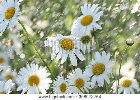Summer Rain In The Garden And Daisies With Drops On The Bokeh Background, Blurred Focus. Beautiful S